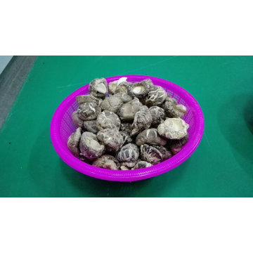 Popular y de bajo precio secado flor de té Shiitake seta